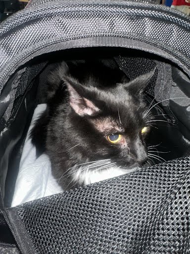 A cat looking out from a travel carrier
