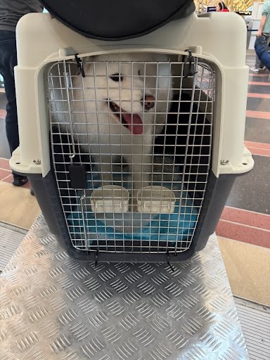 Pet traveling in a secure crate at an airport