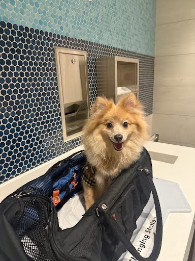 A small dog in its carrier at an airport pet area