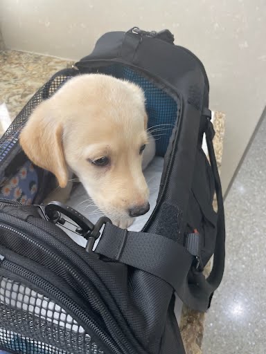 Puppy resting in a pet travel carrier